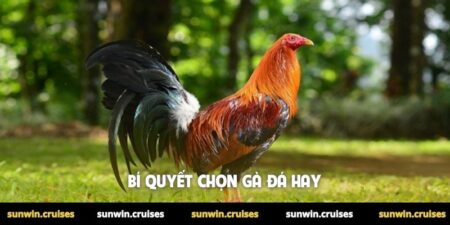 Bí quyết chọn gà đá hay
