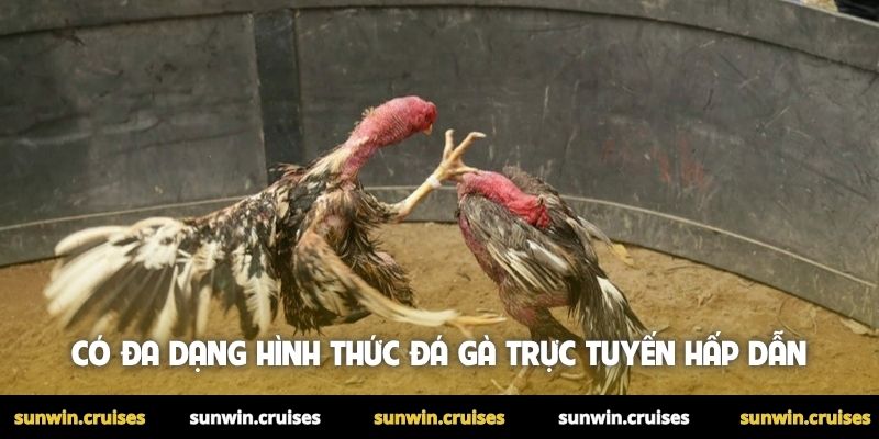 Có đa dạng hình thức đá gà ăn tiền trực tuyến hấp dẫn