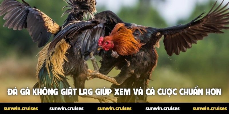 Đá gà không giật lag giúp xem và cá cược chuẩn hơn