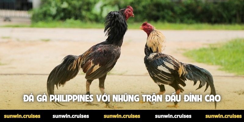 Đá gà Philippines với những trận đấu đỉnh cao