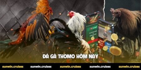 Đá gà Thomo hôm nay