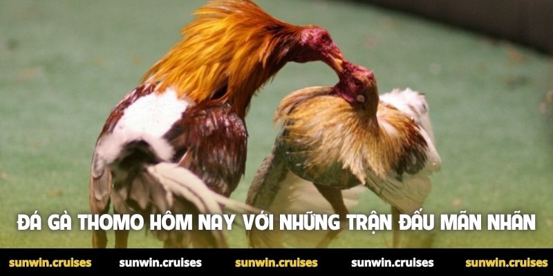 Đá gà Thomo hôm nay với những trận đấu mãn nhãn