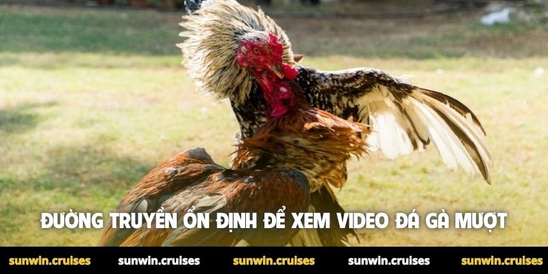 Đường truyền ổn định để xem video đá gà mượt
