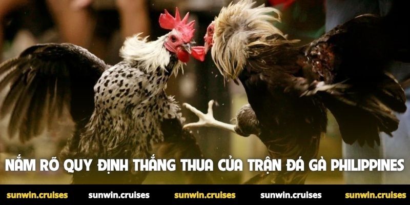 Nắm rõ quy định thắng thua của trận đá gà Philippines