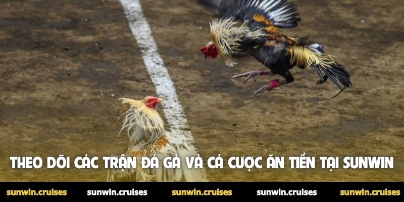 Theo dõi các trận đá gà và cá cược ăn tiền tại Sunwin
