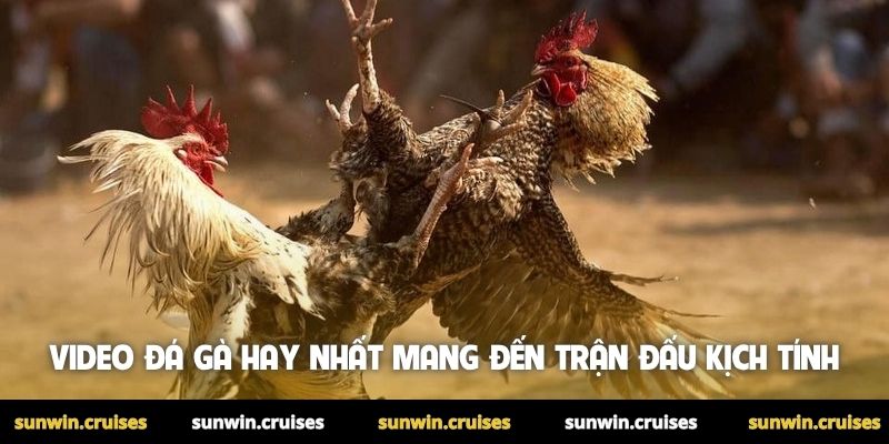 Video đá gà hay nhất được săn đón mỗi ngày tại Sunwin 1 Video đá gà hay nhất mang đến những trận đấu kịch tính