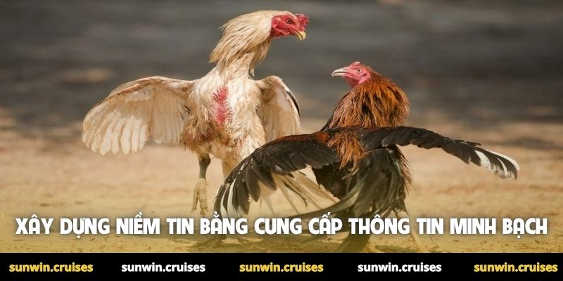 Trang web đá gà uy tín: Cách nhận biết chuẩn nhất cho newbie 3 Xây dựng niềm tin bằng cung cấp thông tin minh bạch