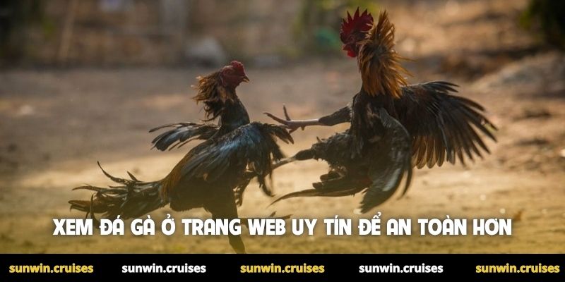 Trang web đá gà uy tín: Cách nhận biết chuẩn nhất cho newbie 2 Xem đá gà ở trang web uy tín để an toàn hơn
