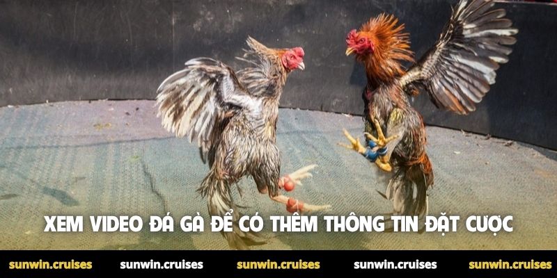 Video đá gà hay nhất được săn đón mỗi ngày tại Sunwin 4 Xem video đá gà để có thêm thông tin đặt cược