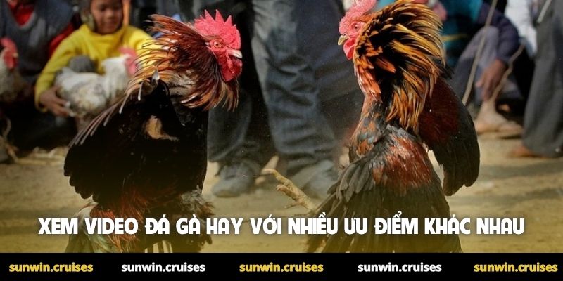 Video đá gà hay nhất được săn đón mỗi ngày tại Sunwin 2 Xem video đá gà hay với nhiều ưu điểm khác nhau